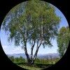 jenny_birch